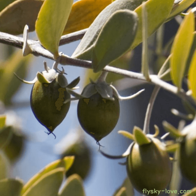 호호바 오일 (Jojoba Oil), 호호바 오일