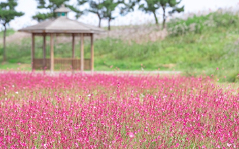 전북 6월 꽃구경 가볼만한곳 베스트 10&amp;#44; 갈만한 축제 여행지 추천