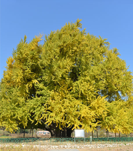 원주 반계리 은행나무