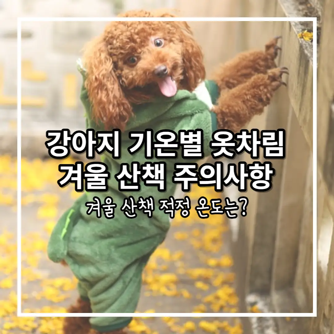 강아지 사진