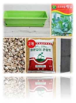 케일 키우기 세트