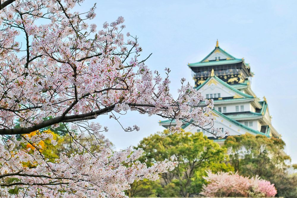일본벚꽃시즌