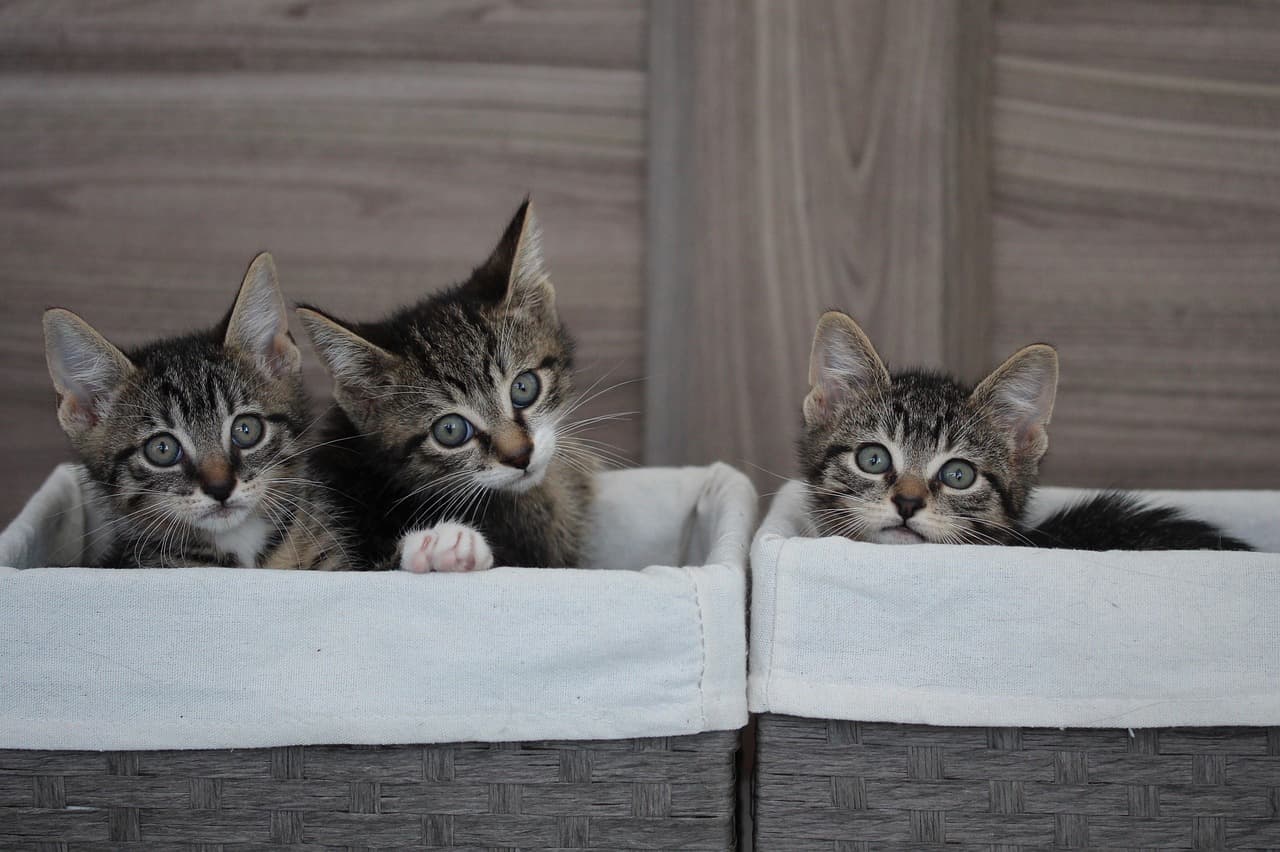 강아지 자동 급식기 BEST 5 비교