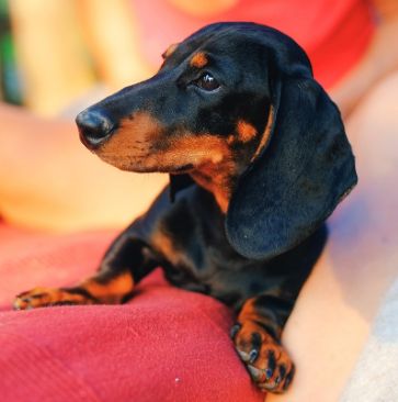 2026 반려동물 등록비 / 유기동물 입양비 지원금 안내