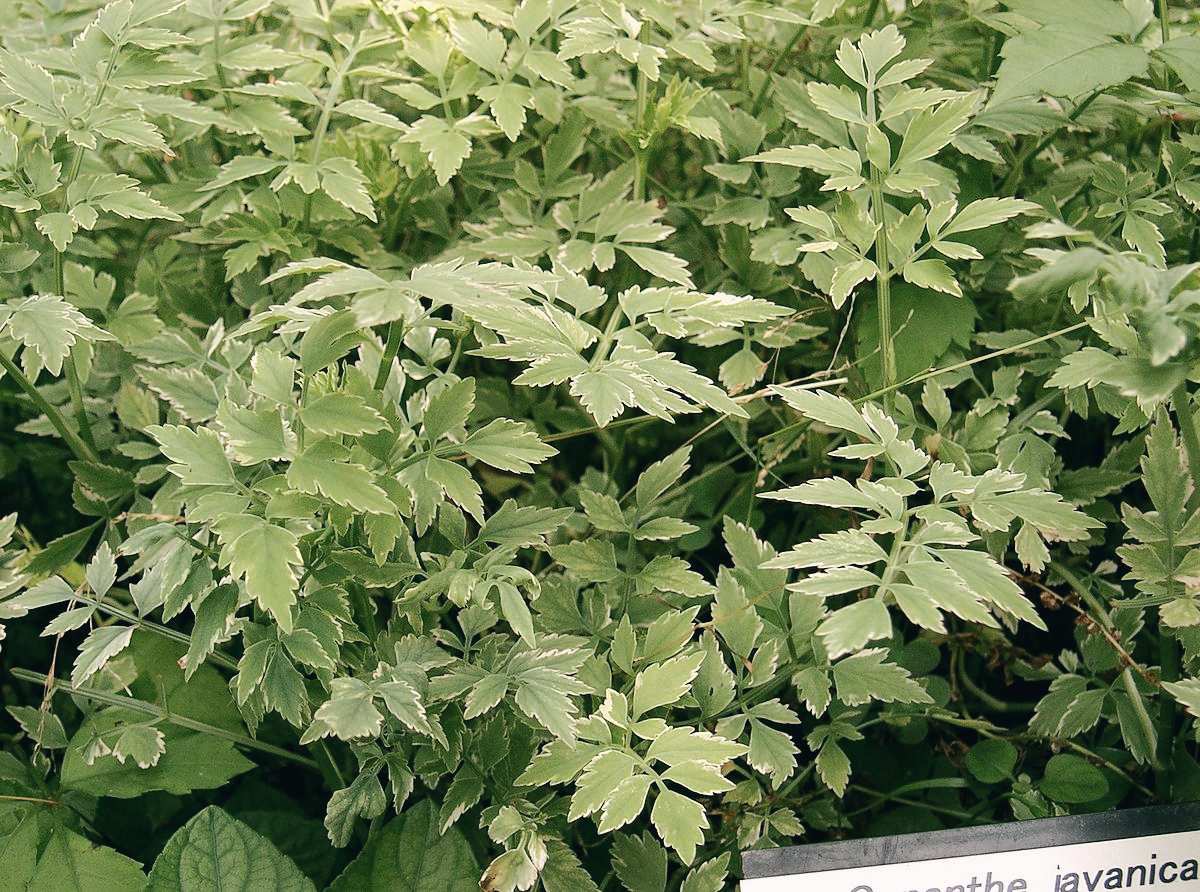 미나리-효능-부작용