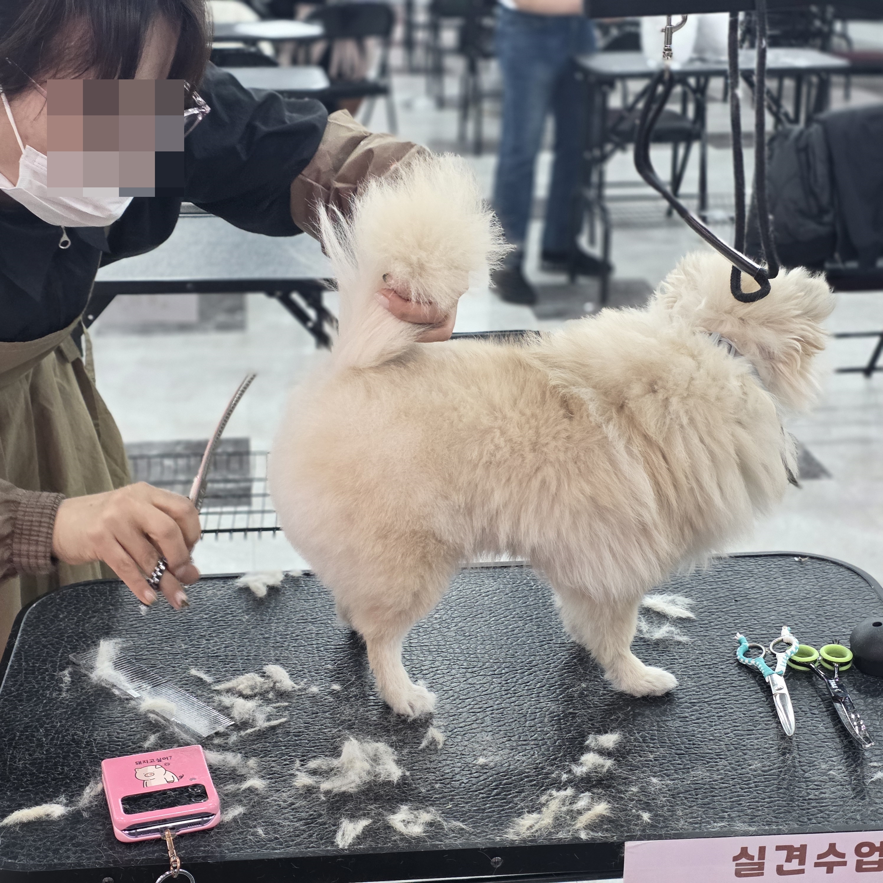 사당애견미용학원