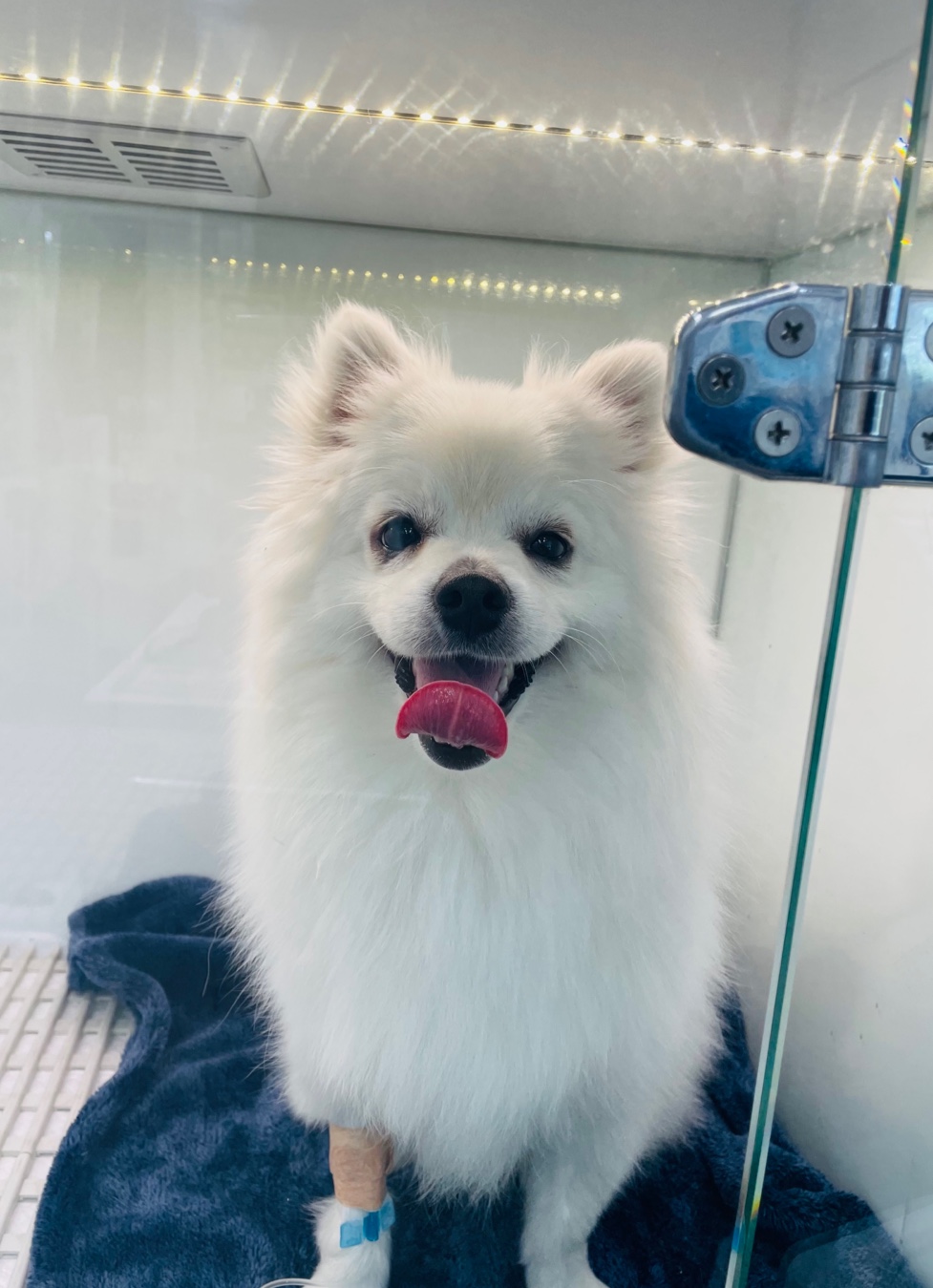 강아지 백신 부작용