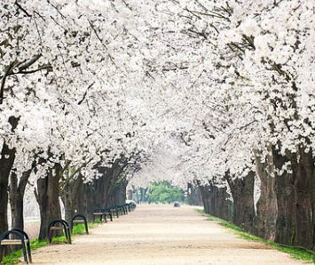 벚꽃 개화시기 2025