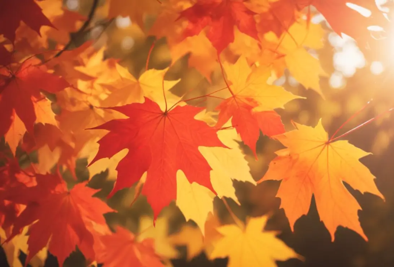 단풍-붉은색-노랑색