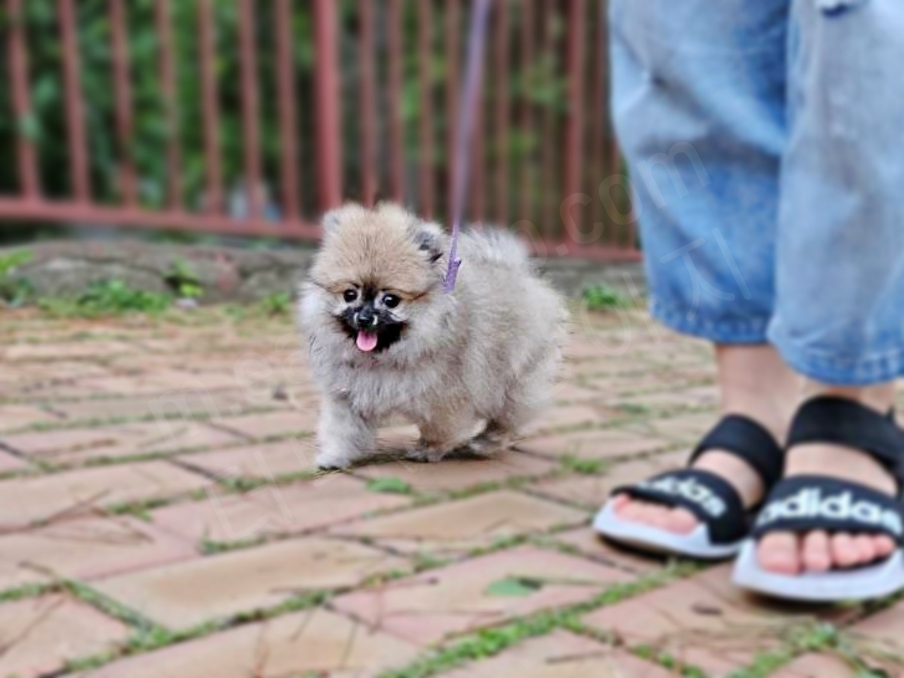 처음으로 산책하는 강아지