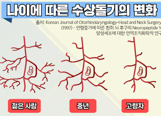 포스파티딜 세린 효능