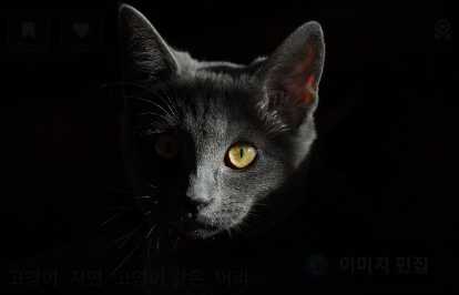 고양이 사료 자주 묻는 질문 관련 사진