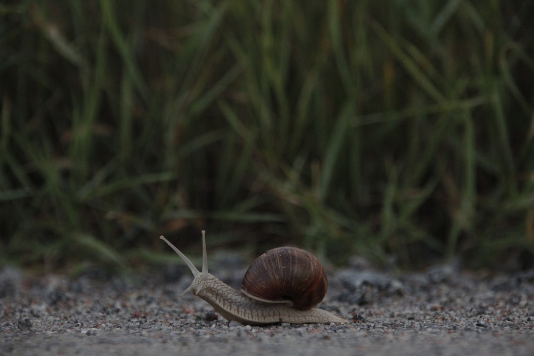Snail