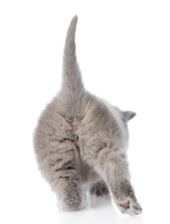 폭신폭신한 새끼 고양이의 엉덩이.