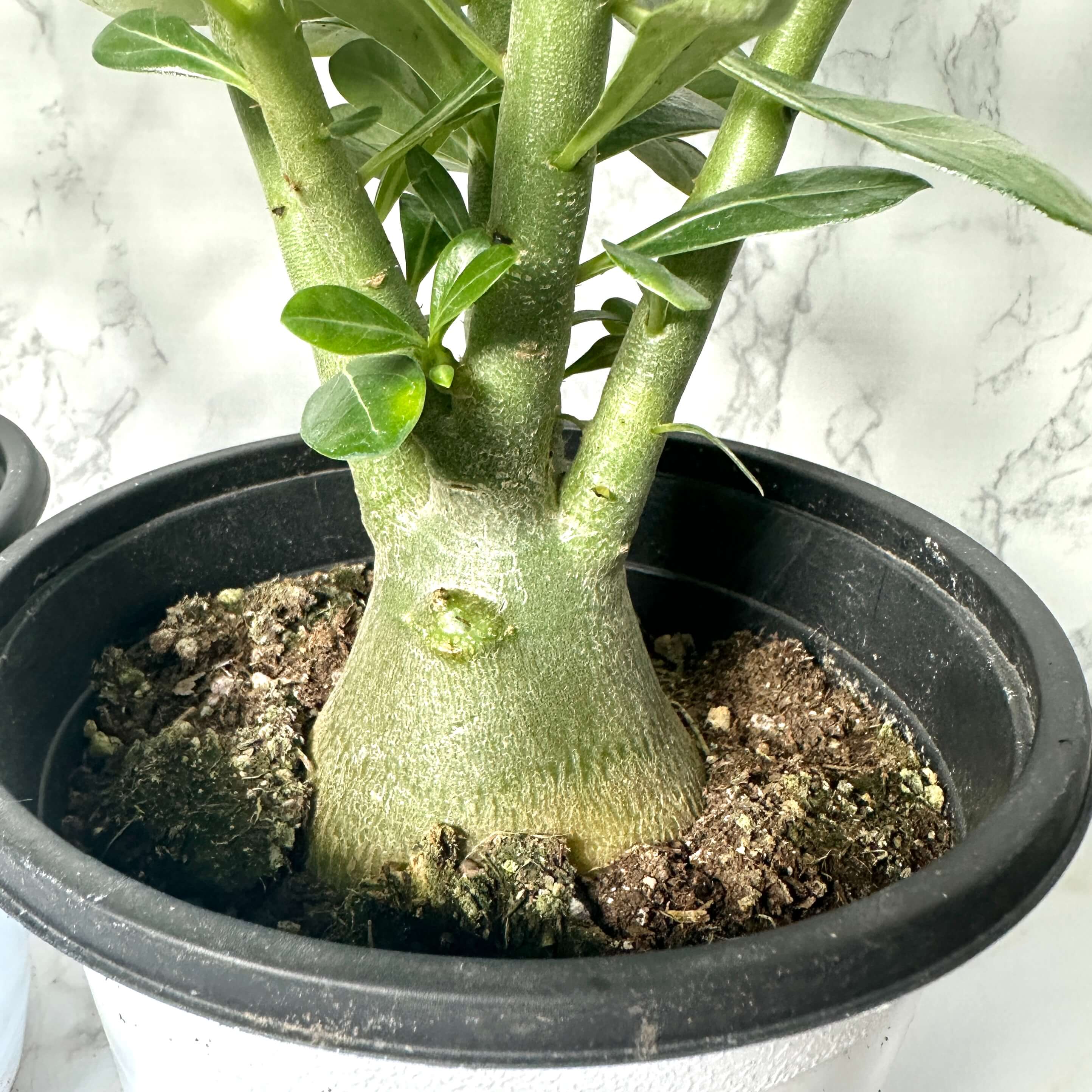 바오밥나무 아데니움 오베숨