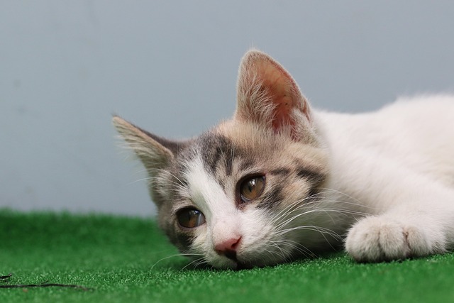 전통소금이 뜬다! 반려동물 케어 관련 사진