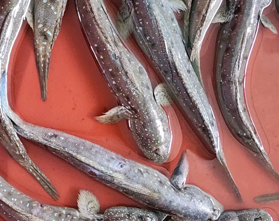 6시내고향 해남 짱뚱어 썸네일