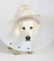 14살 노견 스케일링과 발치 치과 수술 전&amp;#44; 후 관리법