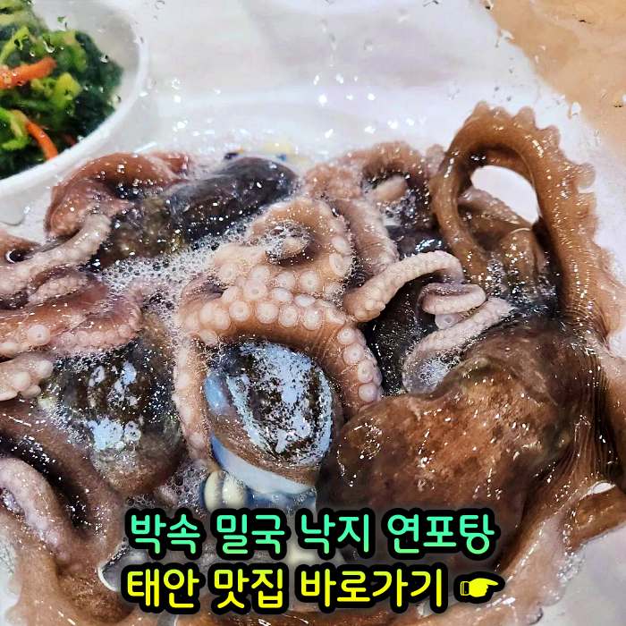생방송 투데이 충남 태안 낙지 한상 박속밀국낙지탕 맛집