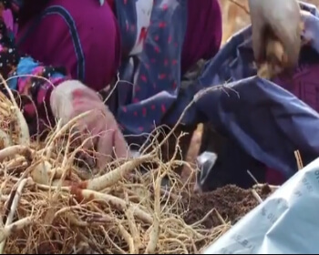 풍기인삼축제_11