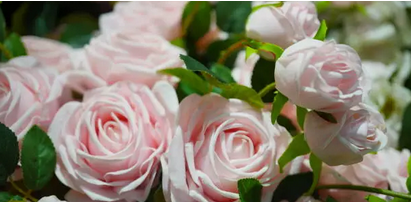 물 한 방울 없이도 꽃을 피우는 기적의 식물들