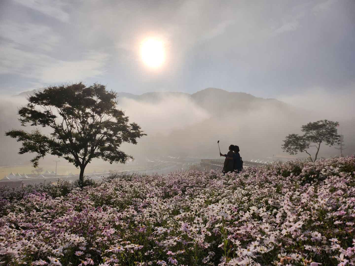 구절초 지방정원