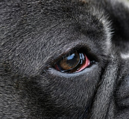 강아지 눈 다래끼 그냥 두면 안되는 이유. 증상&amp;#44; 원인&amp;#44; 치료 총정리