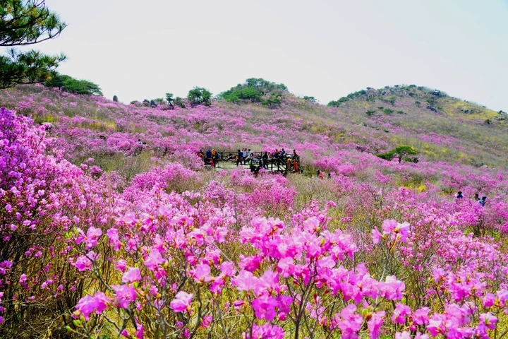 비슬산참꽃문화제