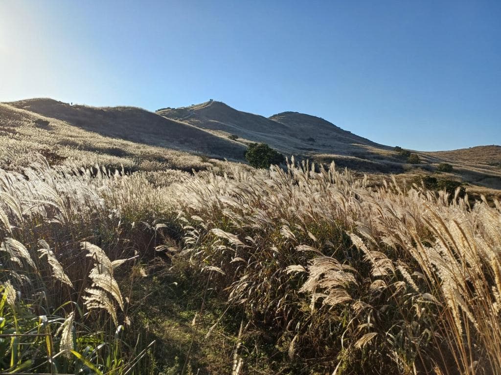 [경남 합천] 지역 가을 축제❘황매산 억새 축제❘기간, 일정, 실시간 개화 현황
