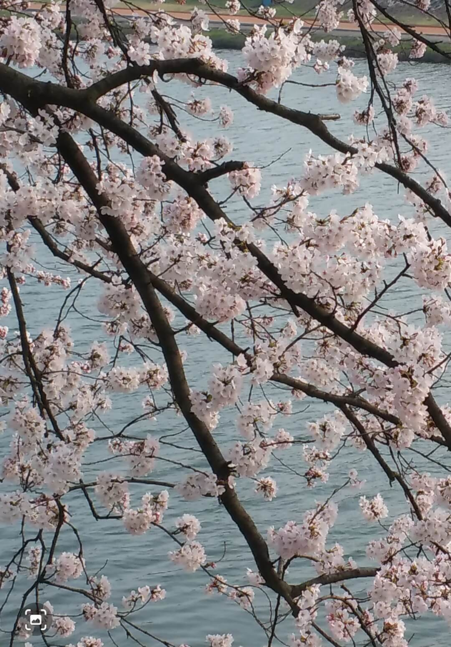 벚꽃