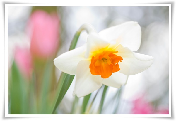 &quot;수선화&quot; 봄의 향기를 담은 마음을 따뜻하게 해 주는 봄의 전령사!