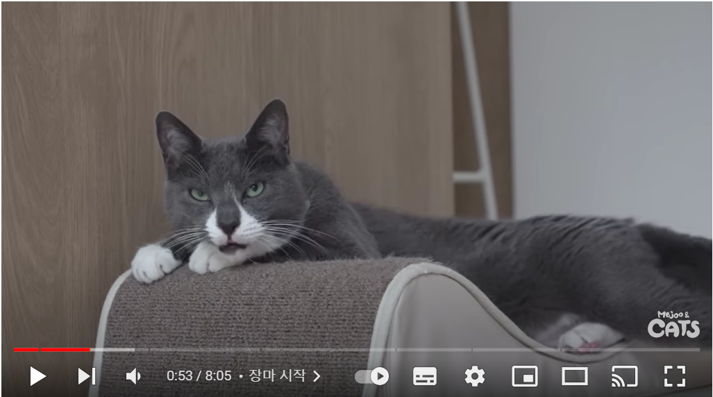 차갑고 뾰족했던 고양이가 보들보들 애교둥이로🧸