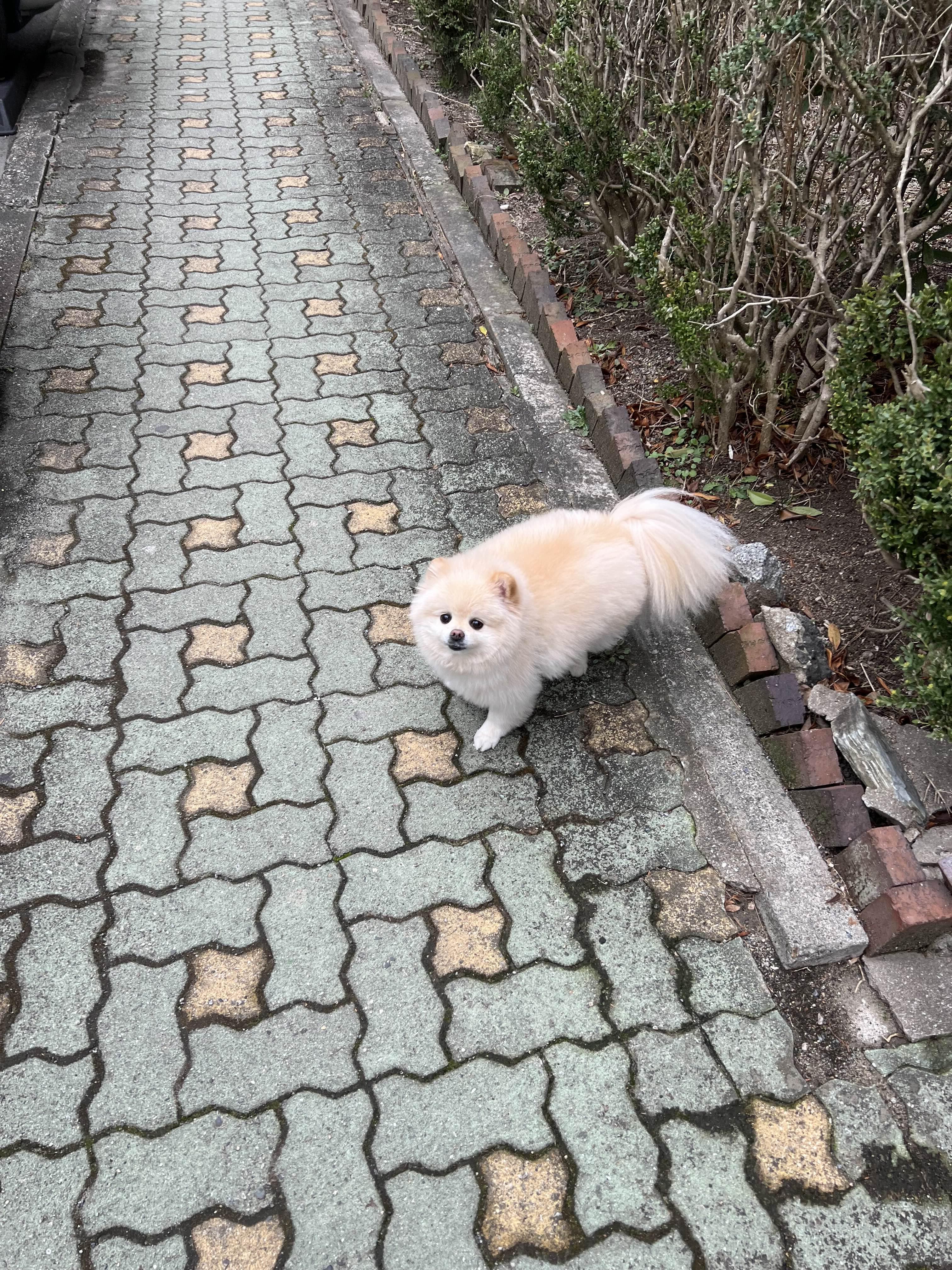 길에서 만난 강아지 사진