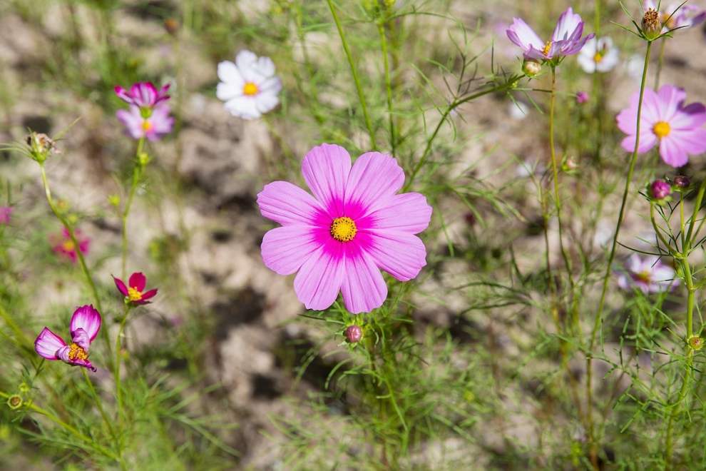 한림공원 부겐빌레아 축제