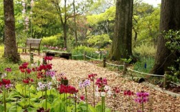 목원 목련축제(2025) 예약 및 여행코스 관련 사진