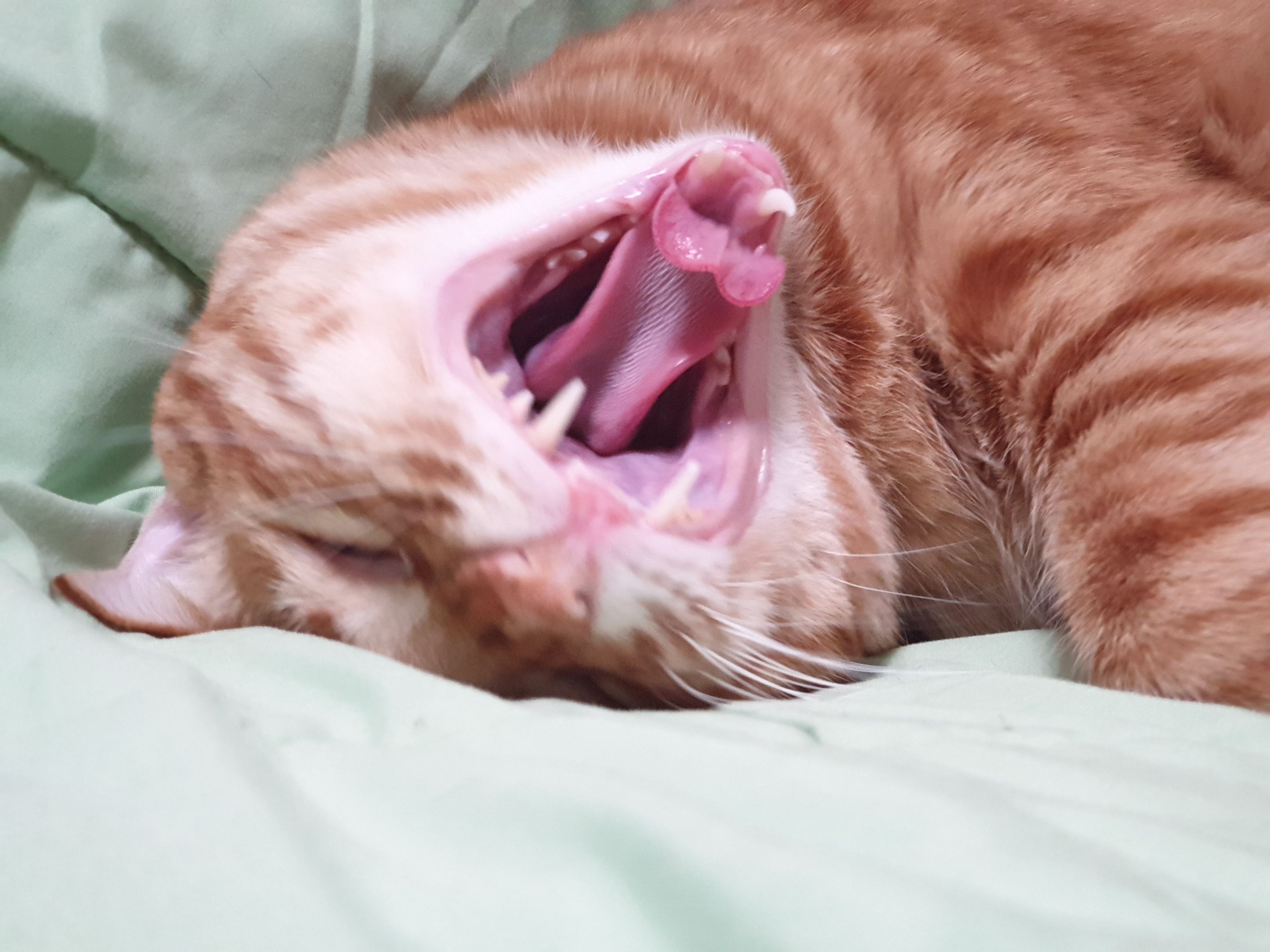 고양이 건강검진