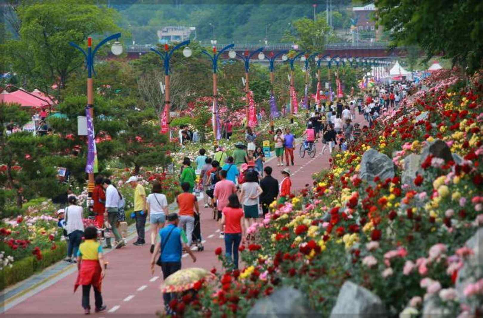 삼척장미축제 일정 주차정보 행사내용 주변관광지[총정리]
