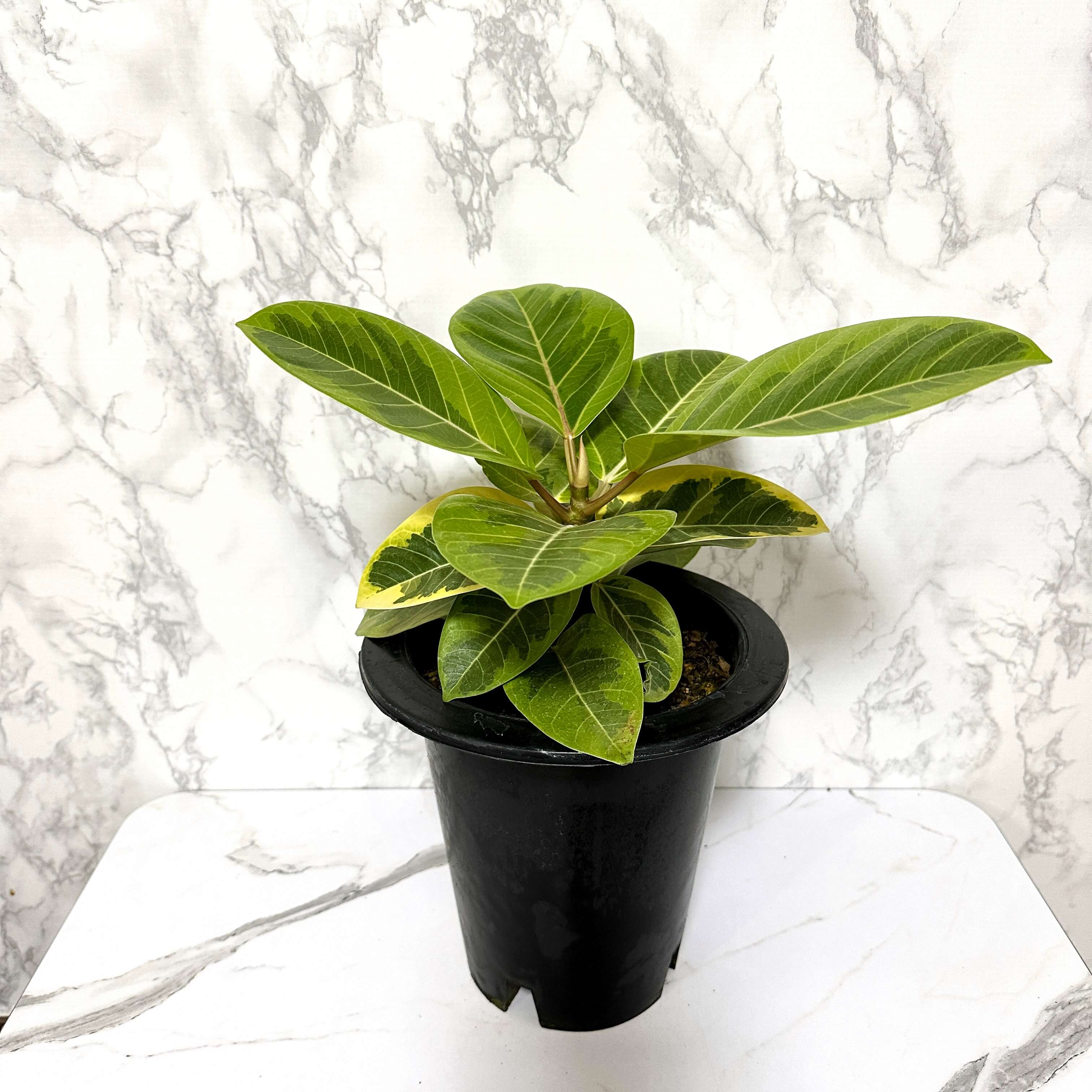 뱅갈 고무나무 실내에서 키우는 법