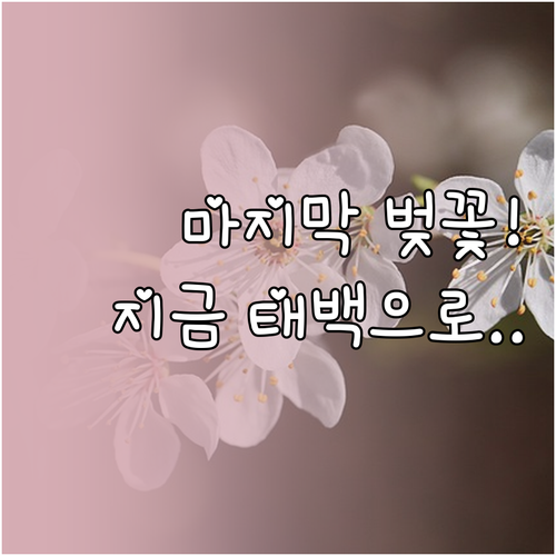 우리나라에서 가장 늦은 벚꽃 여행지 ..