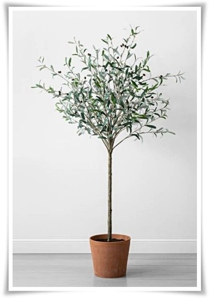 "올리브나무 키우기" 집에서 즐기는 지중해의 향기 정원!