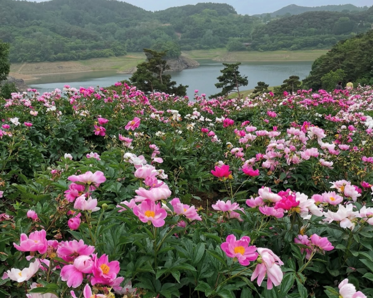임실작약꽃밭