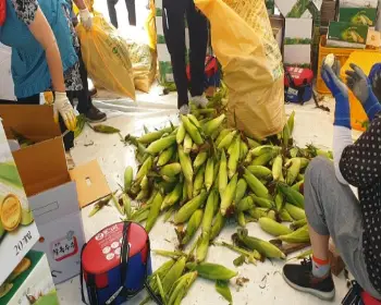 홍천 찰옥수수 축제 판매_3