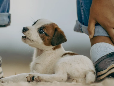 강아지 나이 계산법 및 평균 수명, 사람나이
