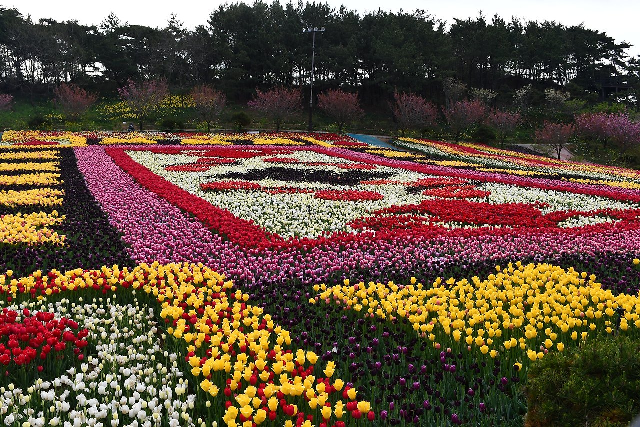 태안 세계 튤립 꽃박람회
