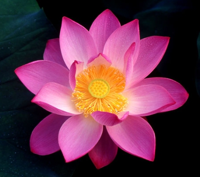 한국의 떡 종류 떡케이크-연꽃