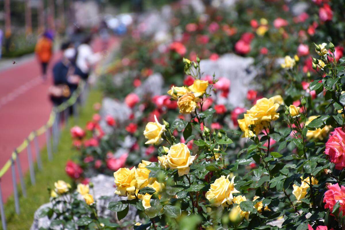 2025 삼척 장미축제: 천만 송이 장미와 함께하는 봄날의 향연! 삼척 장미축제 일정 가이드!!