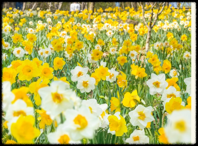 2025년 화담숲-봄맞이 최고의 벚꽃 명소