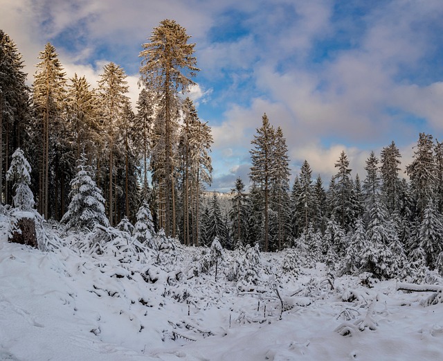 독일 슈바르츠발트 겨울 숲