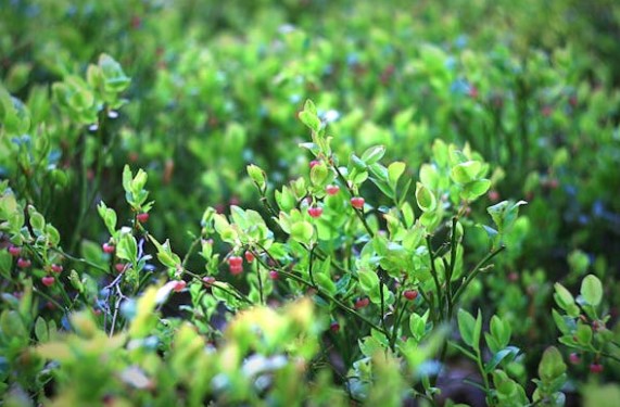 블루베리의 효능