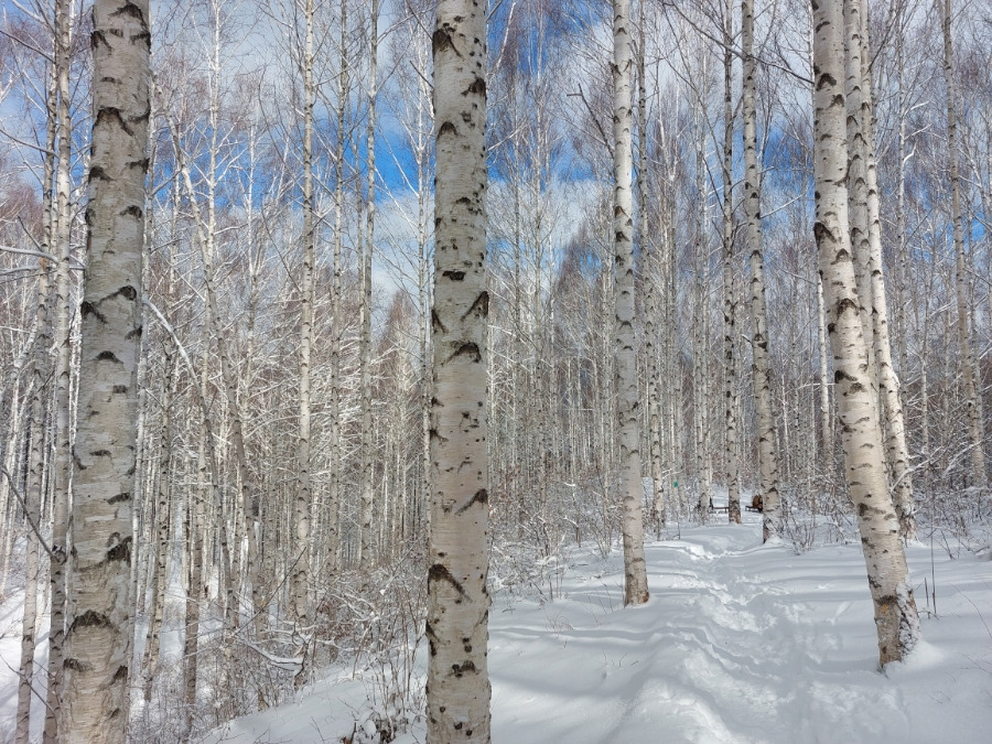인제 원대리 자작나무숲